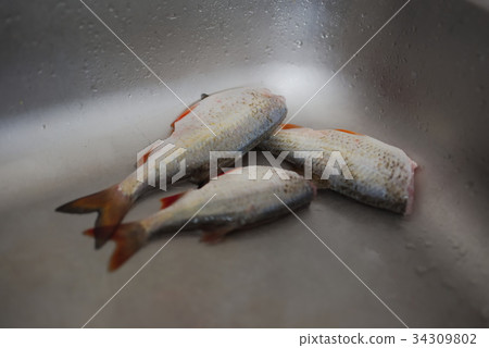Three Cleaned Fish Three Cleaned Fish 34309802