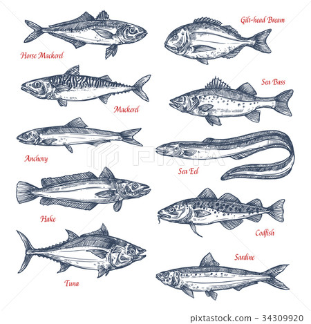Vector sketch icons of sea and ocean fish 34309920