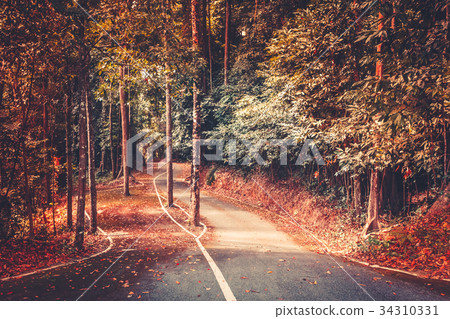 Autumn park road background. Beautiful landscape 34310331