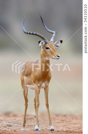 African Impala, animal in the nature habitat African Impala, animal in the nature habitat 34310510