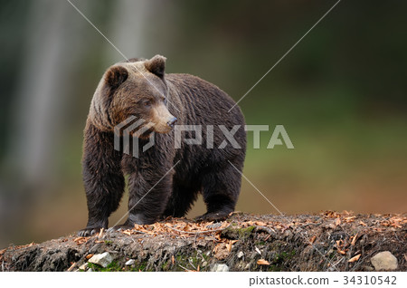 Big brown bear in the nature habitat Big brown bear in the nature habitat 34310542