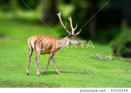 Deer in the wild. Wildlife scene from nature Deer in the wild. Wildlife scene from nature 34310544