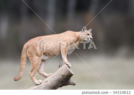 Danger Cougar sitting on branch 34310612