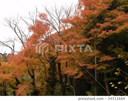 秋天的樹葉 秋天的樹葉 34311684