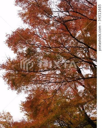 秋天的樹葉 秋天的樹葉 34311685