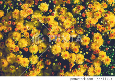 Yellow chrysanthemum flowers background.  34311793
