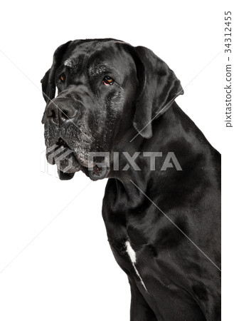 Portrait of Great Dane dog 34312455