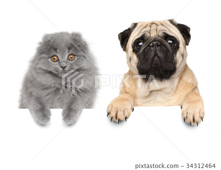 Cat and dog above banner 34312464