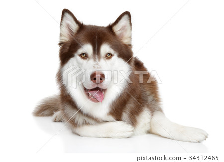 Happy hasky dog 34312465