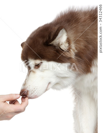 Siberian Husky sniffs the hand Siberian Husky sniffs the hand 34312466