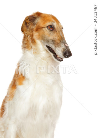 Russian wolfhound dog Russian wolfhound dog 34312467