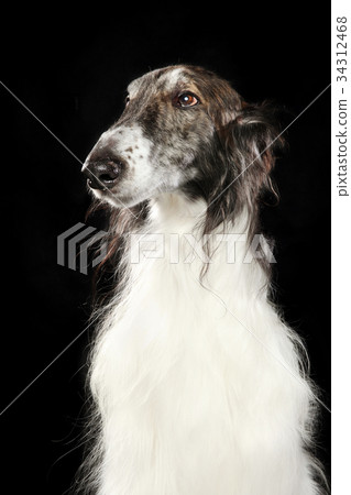 Russian wolfhound dog 34312468