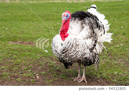 turkey male or gobbler closeup on a green grass turkey male or gobbler closeup on a green grass 34312805