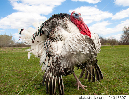 turkey male or gobbler closeup on the blue sky turkey male or gobbler closeup on the blue sky 34312807