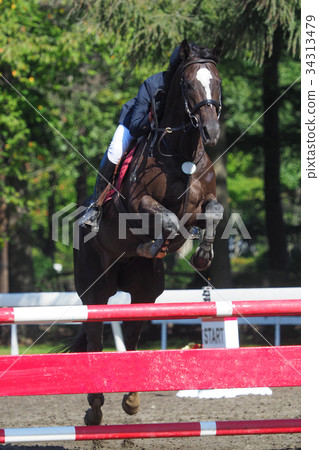 馬術大會 34313479
