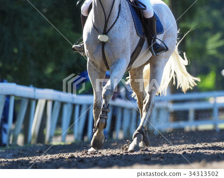 Equestrian convention 34313502