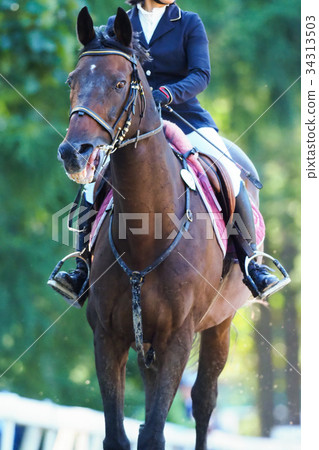 Equestrian convention 34313503