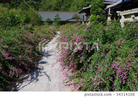 Ancient Tomb 34314108