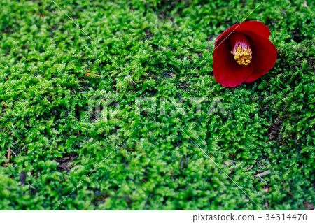 Tsubaki on moss ~ Navy Azusa navy 34314470