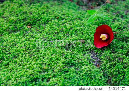 Tsubaki on moss ~ Navy Azusa navy 34314471