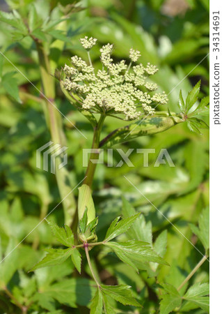植物：北海道Tori Seri 34314691