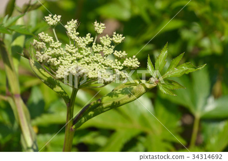 图库照片 伞形花序植物 伞形花序 植物