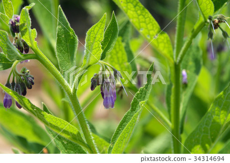 植物：Milasqueidae 34314694