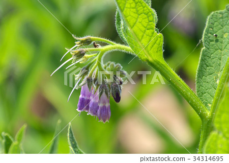 植物:Milasqueidae 植物:Milasqueidae 34314695