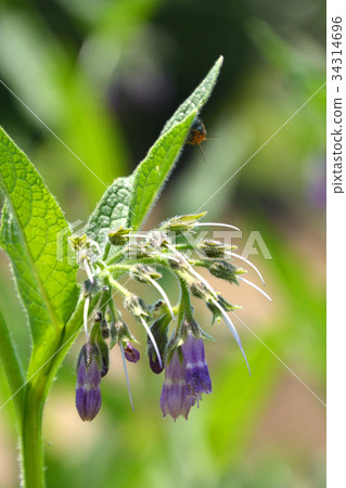 Plant: Milasqueidae 34314696