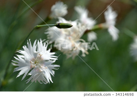Plant: Tatsutana de Shiko Nadeshiko Plant: Tatsutana de Shiko Nadeshiko 34314698