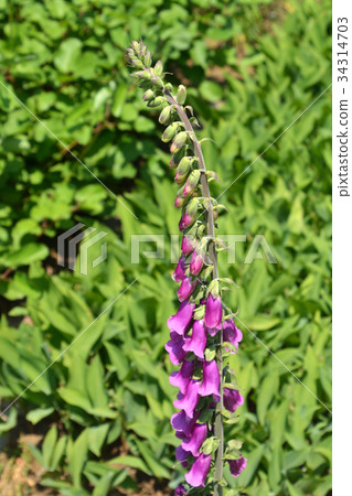 植物:Diquitalis 植物:Diquitalis 34314703