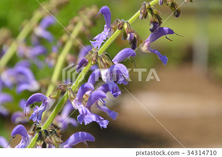 Plant: Tanjin Labiatae 34314710