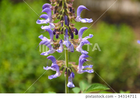 植物:Tanjin Labiatae 植物:Tanjin Labiatae 34314711