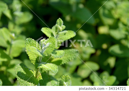 Plants: Apple mint scabidae 34314721