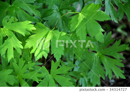 植物:烏頭 植物:烏頭 34314727