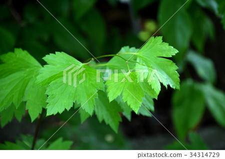 植物:烏頭 植物:烏頭 34314729