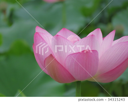 蓮花 蓮花 34315243