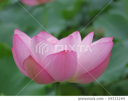 蓮花 蓮花 34315244