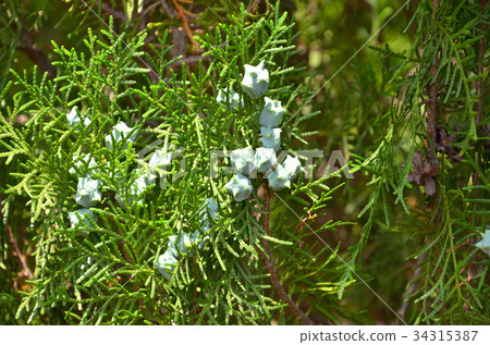 Tree: Konotega Shino cypress 34315387