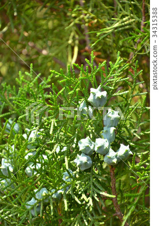 Tree: Konotega Shino cypress 34315388