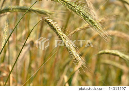 植物：黑麥禾本科 34315397
