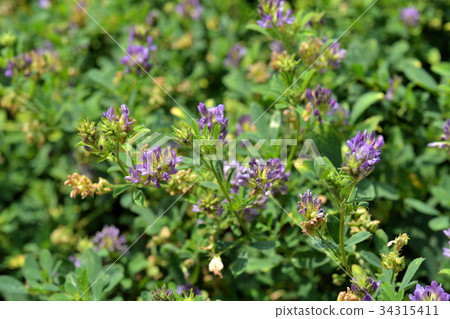 Plant: Purple palm bean legume Plant: Purple palm bean legume 34315411