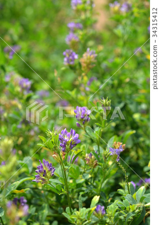 Plant: Purple palm bean legume Plant: Purple palm bean legume 34315412