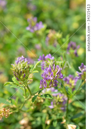 植物：紫色棕櫚豆豆科植物 34315413