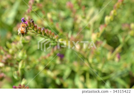 Plant: Arkanet Murasaki family 34315422