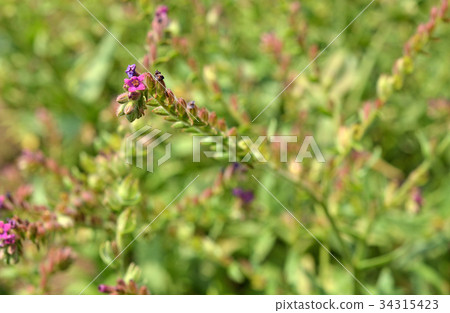 植物：Arkanet Murasaki家族 34315423