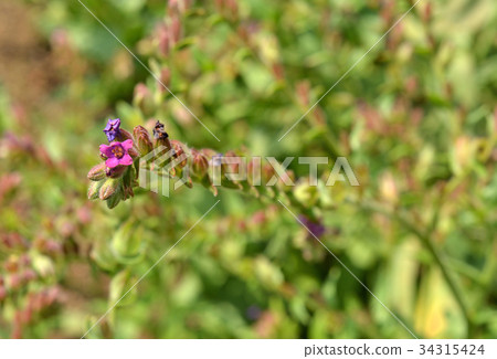 植物：Arkanet Murasaki家族 34315424