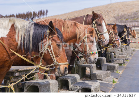 Sports horses for racing in the stalls Sports horses for racing in the stalls 34315637