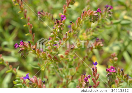 植物：Arkanet Murasaki家族 34315812