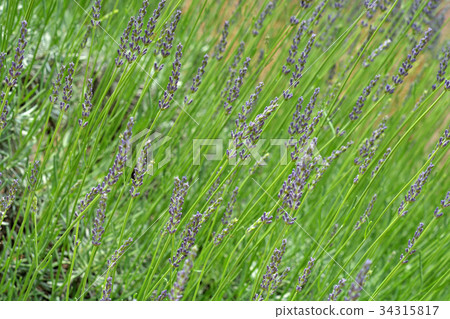 Tree: Lavender Lavanging Rosso Lamiaceae Tree: Lavender Lavanging Rosso Lamiaceae 34315817